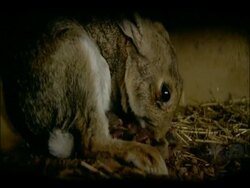 Rabbit (Oryctolagus cuniculus) with newborns, Andalucia, Spain Stock Footage