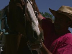 Slow handheld shot of a cowboy putting a bridle on a horse Stock Footage