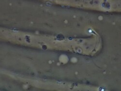 Human sperm, single sperm swimming, makes good progress Stock Footage