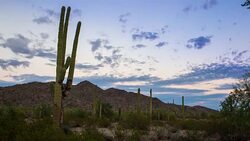 Sunset at Saguaro National Monument Stock Footage