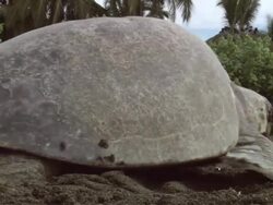 CU View of Olive Ridley turtles on beach / Guanacaste, Costa Rica Stock Footage