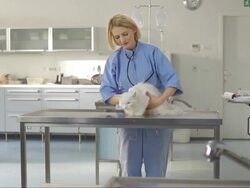 Veterinarian Examining Longhair Cat Stock Footage