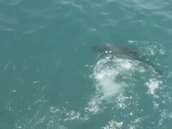 MS TS Shot of Shark surfacing to bite at bait / Cape Town, Western Cape, South Africa Stock Footage