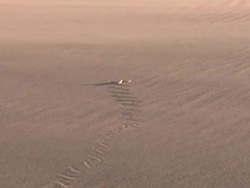 Sidewinding adder (Bitis peringueyi) in sand storm, Namibia Stock Footage