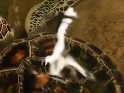 Underwater view of a swimming hawksbill sea turtle Stock Footage