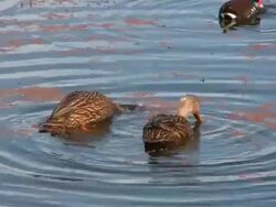 Bottoms Up Stock Footage
