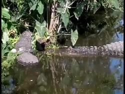 Gator Invitation to Mate Stock Footage