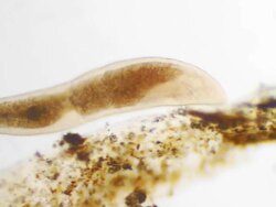 Swimming germ Stock Footage