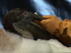 Oil Spill - Rescued Pelicans Cleaned  Stock Footage
