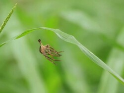Spider molts Stock Footage