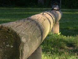 Person walking and balancing on tree. Stock Footage