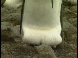 CU King Penguin, Aptenodytes patagonicus, checking egg on feet, Antarctica Stock Footage