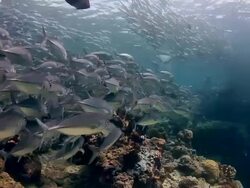 TrevallyJack Closed Up Stock Footage