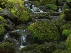 CU Water rushing over moss covered rocks  /  Washington, United States Stock Footage
