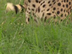 Cheetah (Acinonyx jubatus) close up, Kenya Stock Footage