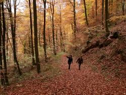 WS Two women hiker walking through autumn forest  / Kastel-Staadt, Rhineland-Palatinate, Germany Stock Footage