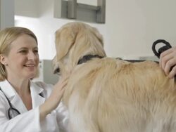 Bringing A Dog To The Animal Hospital Stock Footage