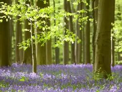 Bluebell forest Stock Footage