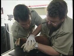 SOUTH AFRICA: RED PANDAS TO GO TO AUSTRALIA News Clip