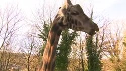 Rothschild's Giraffes at Dudley Zoo News Clip