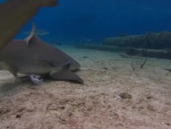 Tiger shark, Galeocerdo cuvier, searches for food, Bahamas  Stock Footage