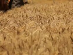 Harvesting wheat HD 1080 Stock Footage