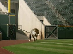 Long Shot static - A Triceratops enters a crumbling stadium in a computer-generated animation. / Denver, Colorado, USA Stock Footage