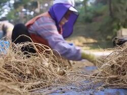CU Farmers selecting ginseng in good condition / Geumsan, Chungcheongnamdo, South Korea Stock Footage