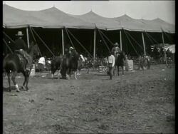 B/W breaking wild horses-Buffalo Bill's Wild West Show / 1910's / No SOUND Stock Footage