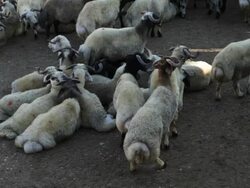 Sheep and Rams Stock Footage
