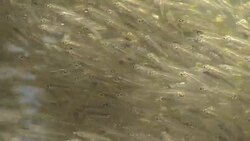 Young Sardines Stock Footage