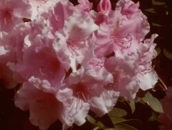 Japanese Tea Garden in Golden Gate Park Stock Footage