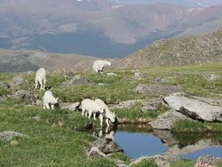 WS Mountain goat kids drinking at high elevation pond / Idaho Springs, Colorado, United States Stock Footage
