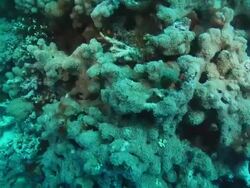 CU POV TU Shot of Reef covered with various hard and soft coral / Pemba, Cabo Delgado, Mozambique Stock Footage
