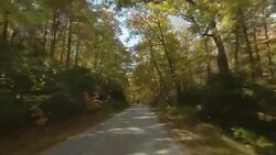 Car point of view driving through the beautiful autumn foliage of a thick woodland. Stock Footage