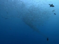 MS Big eye jackfish and scrubbing grey reef shark / Palau, Micronesia, Palau  Stock Footage