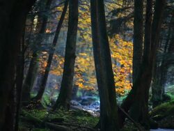 HD Creek in Autumn Forest (Tilt up) Stock Footage