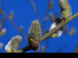T/L male willow (Salix sp.) catkin opening against blue screen Stock Footage