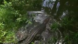 An alligator slides from the riverbank into the water of a swamp. Stock Footage