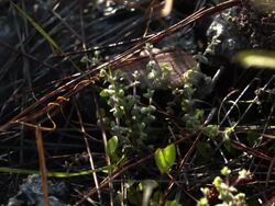 Poaching And Climate Change Threaten Endangered Plants In Everglades Stock Footage