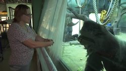 Moscow Zoo puts baby gorilla on show Instructional Video