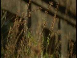 CU grasses blowing in the wind, pull focus to Hindu Temple, Bandhavgarh National Park, India Stock Footage