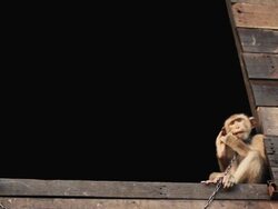 Naughty Monkey Stock Footage