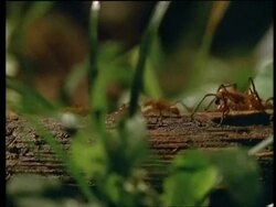 CU Army ants carrying eggs across log Stock Footage