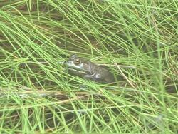 Disappearing frog Stock Footage