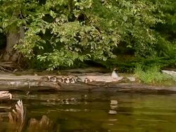 MS ZI American merganser and family resting on log / Algonquin Provincial park, Ontario, Canada Stock Footage