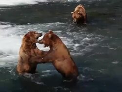 MS Brown bear males at Brooks Falls and competing over fishing spot / Alaska Stock Footage