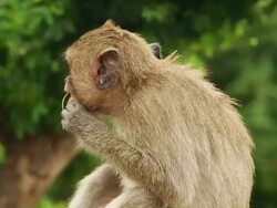 Monkey Stock Footage