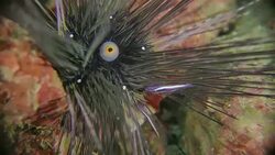 Long-spined sea urchin, Urchin Shrimp, symbiotic undersea (4K) Stock Footage