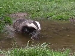 WS SLO MO View of European badger pair running through water / Calvados, Normandy, France Stock Footage